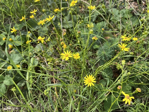 Narrow-leaved Ragwort