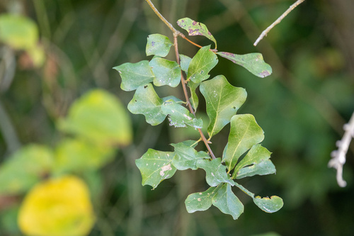 water oak