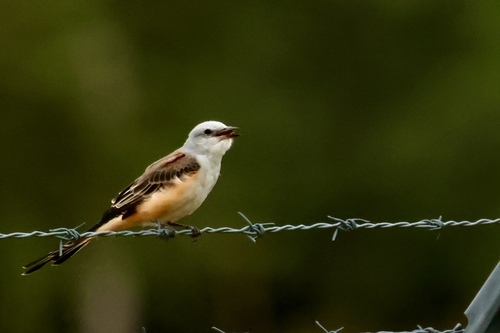 Scissor-tailed Flycatcher