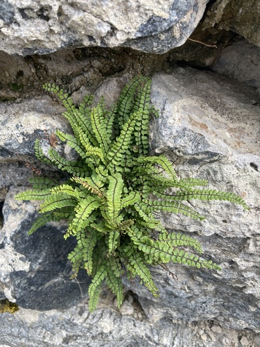 maidenhair spleenwort