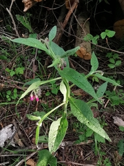 Symphytum officinale