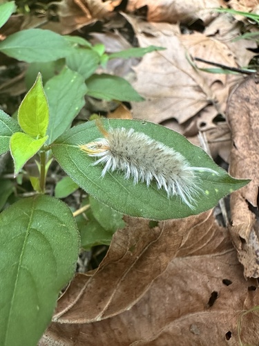 Sycamore Tussock Moth