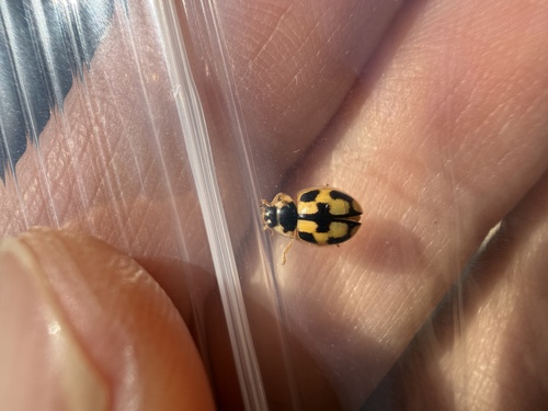 Turtle Vein Lady Beetle