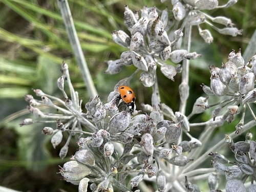 Seven-spotted Lady Beetle