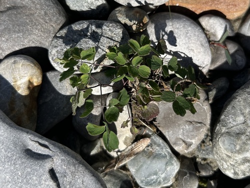 Lesser Meadow-rue