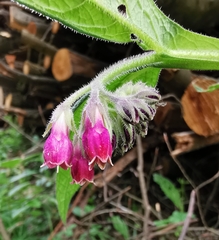 Symphytum officinale