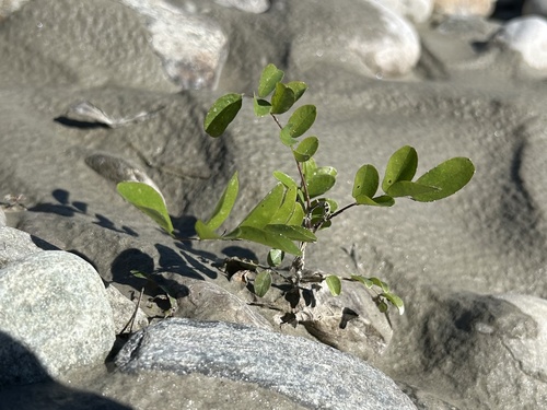 black locust