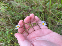 Symphyotrichum dumosum