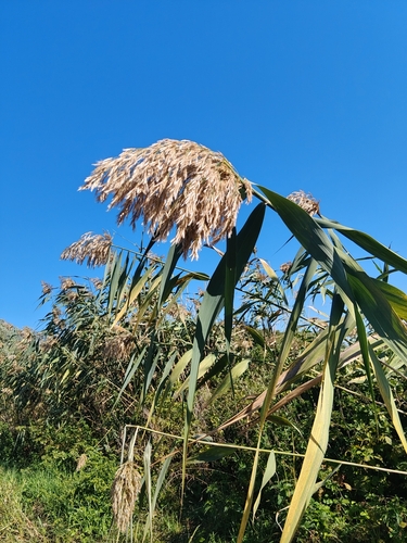 common reed