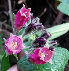 Symphytum officinale