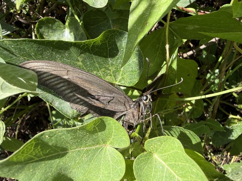 Alpine Black Swallowtail