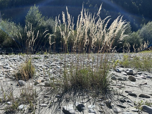 Calamagrostis pseudophragmites