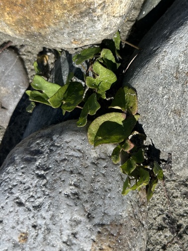 French Sorrel