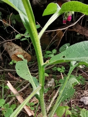 Symphytum officinale