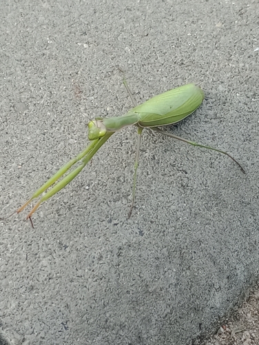 European Mantis