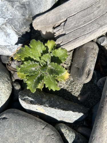 Alpine Rock-cress