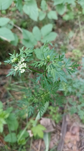 Fool's parsley