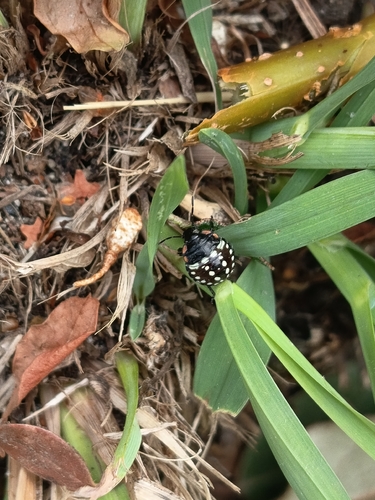 Southern Green Stink Bug