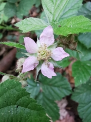 Rubus fruticosus