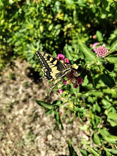 Old World Swallowtail