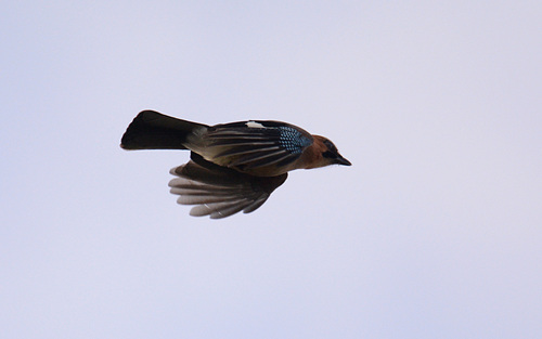 Eurasian Jay