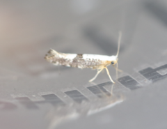 Argyresthia spinosella