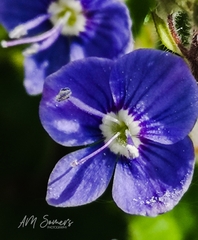 Veronica chamaedrys