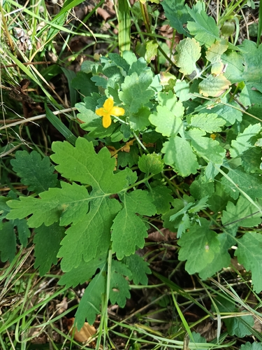 Greater celandine