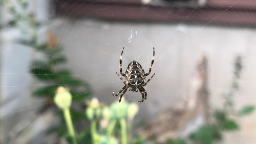 Cross Orbweaver