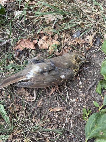 Song Thrush