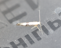 Argyresthia spinosella