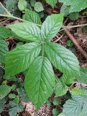 Rubus fruticosus