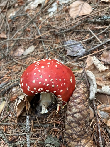 Fly Agaric