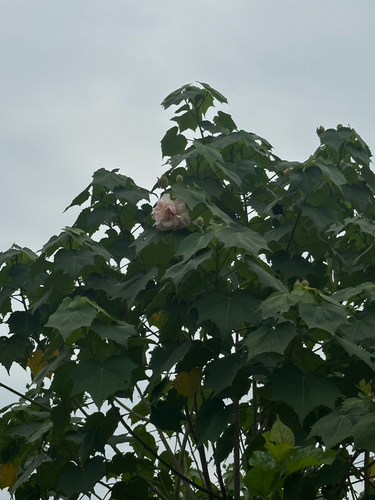 Cotton Rosemallow