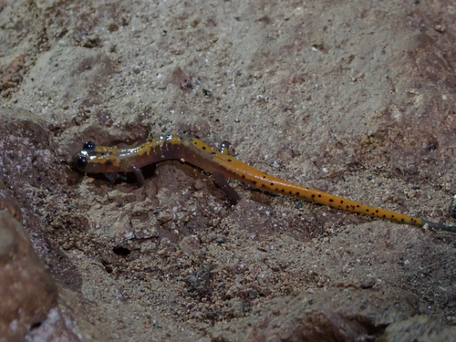 Cave Salamander