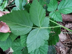 Rubus fruticosus