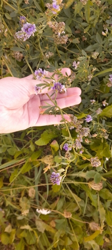 Alfalfa