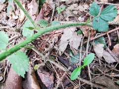 Rubus fruticosus