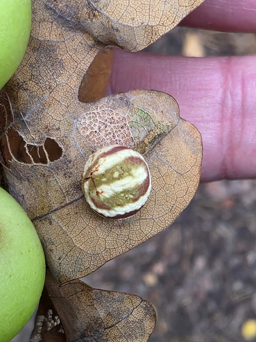 Striped Pea Gall Wasp