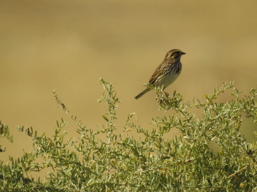 Savannah Sparrow