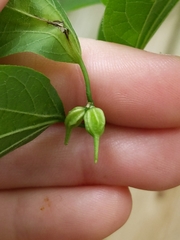 Celticecis semenrumicis