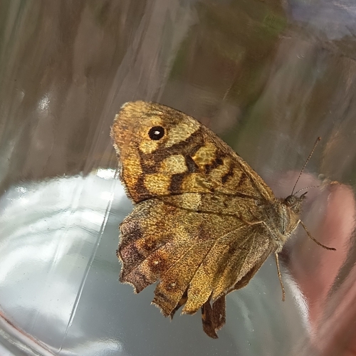 Speckled Wood