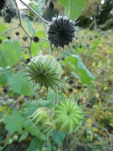 velvetleaf