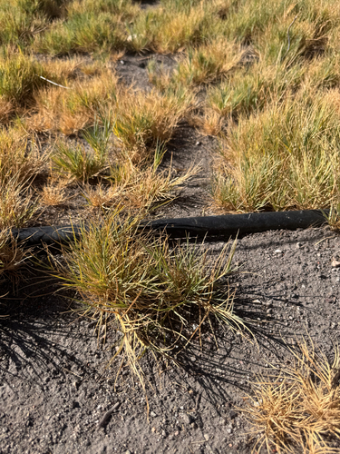 Saltgrass