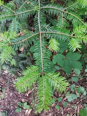 Abies alba