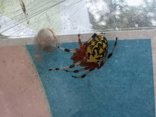 Marbled Orbweaver