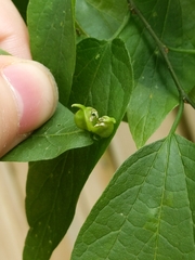 Celticecis semenrumicis