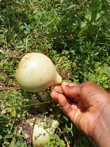 Lagenaria siceraria observed 2026-09-20