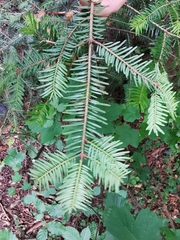 Abies alba