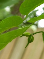 Celticecis semenrumicis